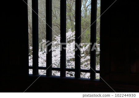 Sakai Castle, Yoshino cherry tree seen through the lattice window of the two-story turret Sakai Castle, Yoshino cherry tree seen through the lattice window of the two-story turret 102244930