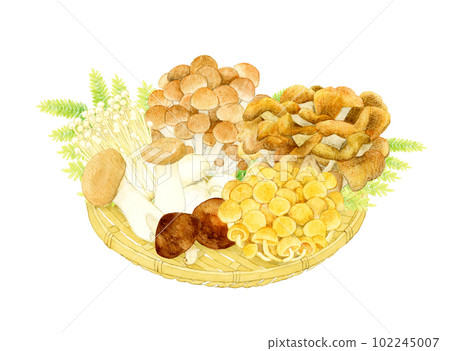 hand drawn illustration of mushrooms on bamboo colander 102245007