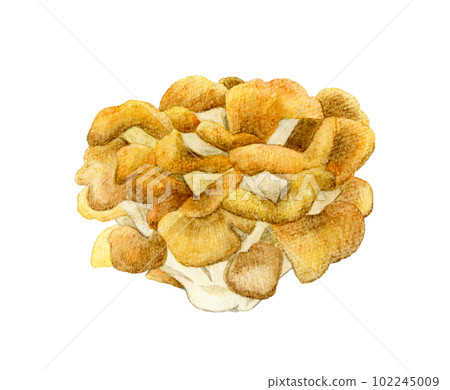 Maitake Mushroom hand-painted watercolor illustration material 102245009