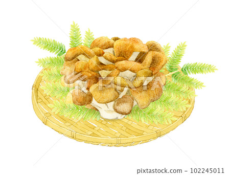 Maitake mushrooms on a bamboo colander Mushroom hand-painted watercolor illustration material 102245011