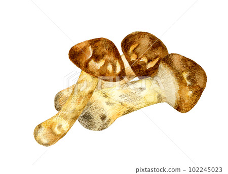 多個松茸蘑菇手繪水彩插畫素材 102245023