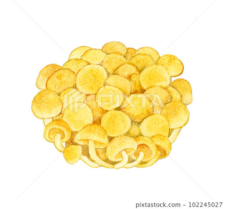 Nameko mushroom hand-painted watercolor illustration material 102245027