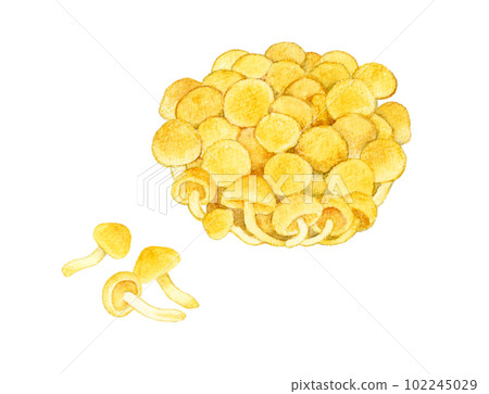 Nameko mushroom hand-painted watercolor illustration material Nameko mushroom hand-painted watercolor illustration material 102245029