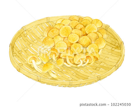 Nameko mushrooms on a bamboo colander Mushroom hand-painted watercolor illustration material Nameko mushrooms on a bamboo colander Mushroom hand-painted watercolor illustration material 102245030