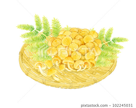Nameko mushrooms on a bamboo colander Mushroom hand-painted watercolor illustration material 102245031