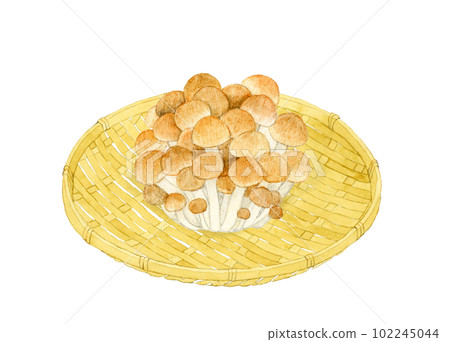 竹漏勺上的石門菇手繪水彩插畫素材 102245044