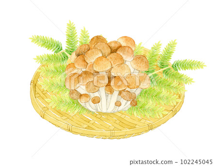 竹漏勺上的石門菇手繪水彩插畫素材 102245045