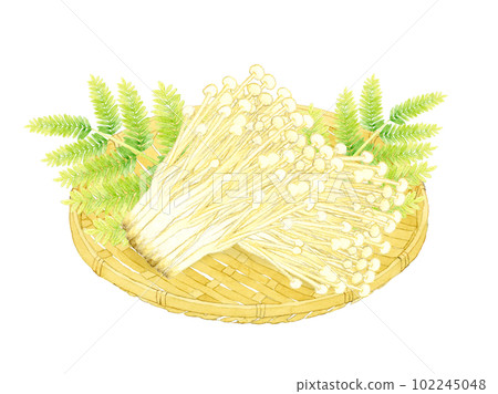 Enoki mushrooms on a bamboo colander Mushroom hand-painted watercolor illustration material 102245048