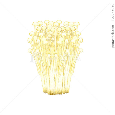 Enoki mushroom hand-painted watercolor illustration material 102245050