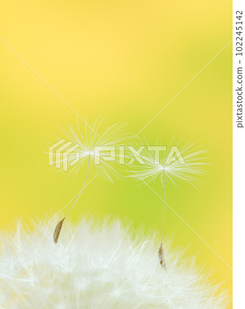 Spring image _ Close-up of dandelion fluff Spring image _ Close-up of dandelion fluff 102245142