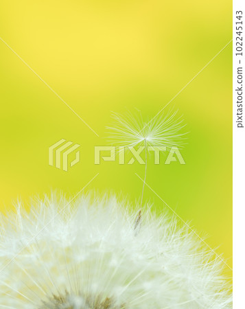 Spring image _ Close-up of dandelion fluff Spring image _ Close-up of dandelion fluff 102245143