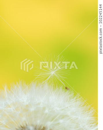 Spring image _ Close-up of dandelion fluff Spring image _ Close-up of dandelion fluff 102245144