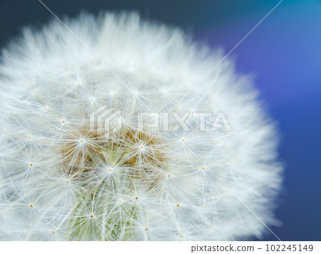 Spring image _ Close-up of dandelion fluff Spring image _ Close-up of dandelion fluff 102245149