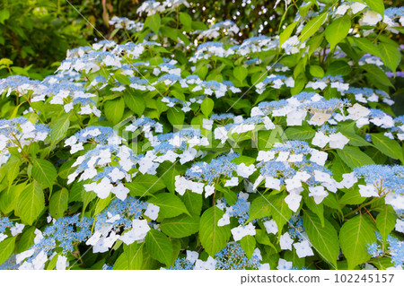 染谷鳶尾園的繡球花 102245157