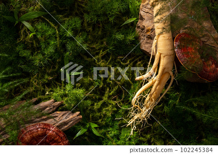 Ginseng roots and reishi mushrooms in the forest background with moss, leaves and green grass. Natural scene for advertising product from traditional medicine ingredient 102245384