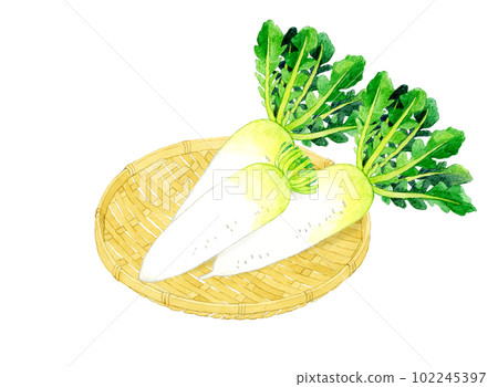 Daikon radish on a bamboo strainer Vegetable hand-painted watercolor illustration material 102245397