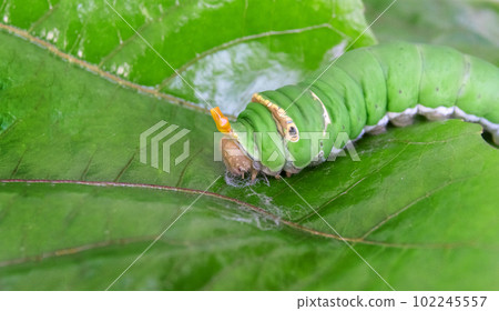 green worm walking on green leaf in wildlife of insect ecology. metamorphosi eating leaf 102245557
