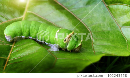 green worm walking on green leaf in wildlife of insect ecology. metamorphosi eating leaf 102245558