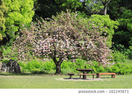 雙櫻花盛開「關山」 雙櫻花盛開「關山」 102245671
