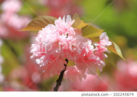 雙櫻花盛開「關山」 雙櫻花盛開「關山」 102245674