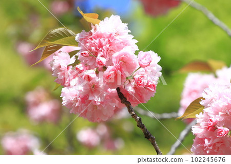 雙櫻花盛開「關山」 雙櫻花盛開「關山」 102245676