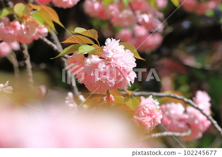 雙櫻花盛開「關山」 雙櫻花盛開「關山」 102245677