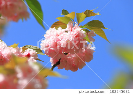 雙櫻花盛開「關山」 102245681