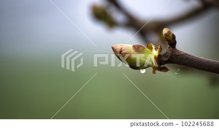 Leaf bud of the European horse-chestnut in spring 102245688