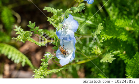 Nemophila flowers and bees collecting nectar 102245852