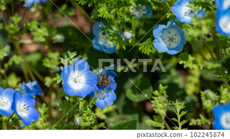 Nemophila flowers and bees collecting nectar Nemophila flowers and bees collecting nectar 102245874