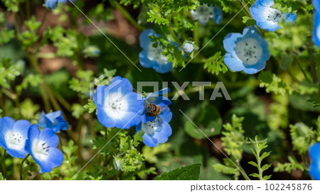 Nemophila flowers and bees collecting nectar Nemophila flowers and bees collecting nectar 102245876