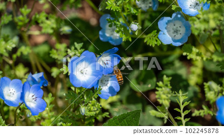Nemophila flowers and bees collecting nectar Nemophila flowers and bees collecting nectar 102245878