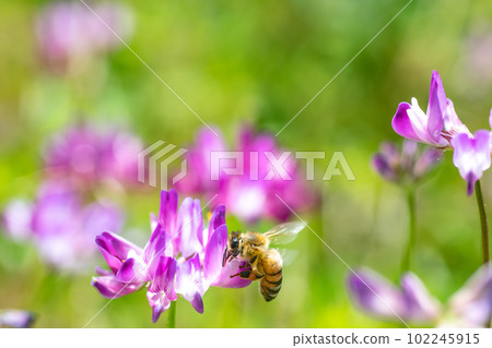 黃芪田蜜蜂黃芪荷草蜂蜜鮮花五月季節牲畜生意養蜂 黃芪田蜜蜂黃芪荷草蜂蜜鮮花五月季節牲畜生意養蜂 102245915