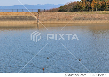 Nara Prefecture, Oike near the Toritaniguchi Burial Mound, a prefecturally designated site at the foot of Mt. Nijo, ducks are approaching Nara Prefecture, Oike near the Toritaniguchi Burial Mound, a prefecturally designated site at the foot of Mt. Nijo, ducks are approaching 102245943