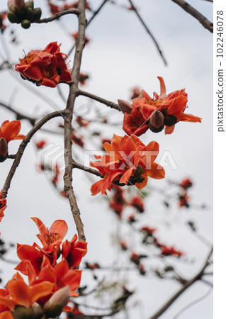 台灣橙花 Momen Flower Kiwata 102246078