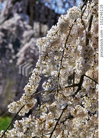 Sode-no-yama Weeping Cherry Sode-no-yama Weeping Cherry 102246116