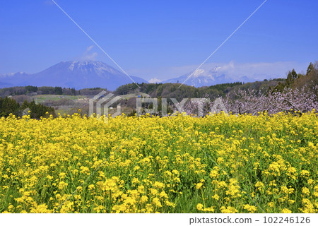 Tan-kyo Tan-kyo 102246126