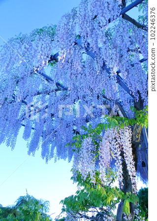 The story of Fujinohana has begun 102246376