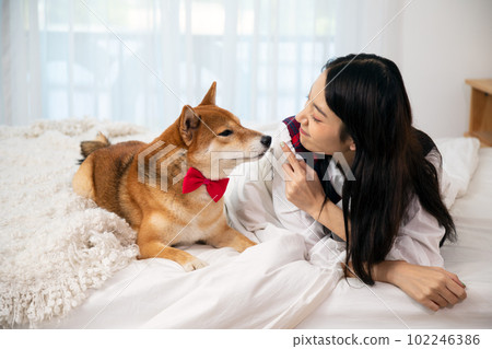 Young pretty Asian woman lying and treating together with Brown Shiba inu dog smelling 102246386