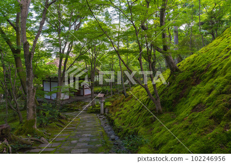 綠意盎然的京都常寂光寺絕景 綠意盎然的京都常寂光寺絕景 102246956