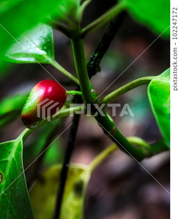 被雨滴打濕的野草果實 102247172