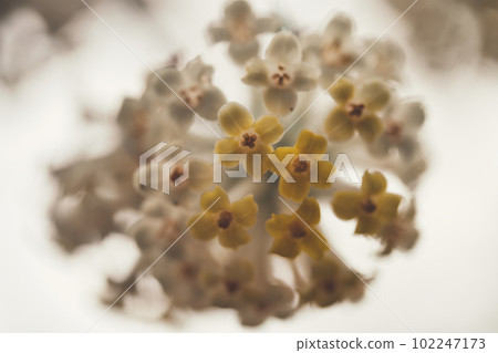 Mitumata flowers 102247173