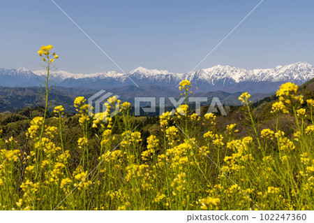 Rape field Shinshu Rape field Shinshu 102247360