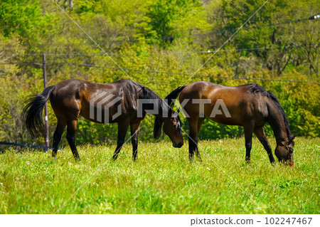 Two retired racehorses Two retired racehorses 102247467