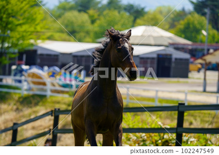 兩匹退役賽馬 兩匹退役賽馬 102247549