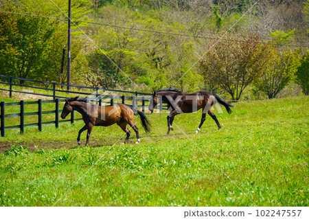 兩匹退役賽馬 兩匹退役賽馬 102247557