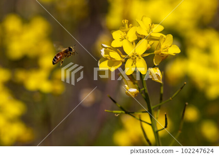Rape blossom field Shinshu Rape blossom field Shinshu 102247624