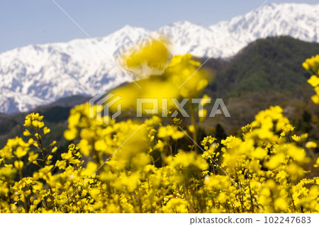 Rape blossom field Shinshu 102247683