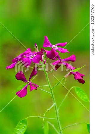 Purple flowers of Ginsenso 102247700