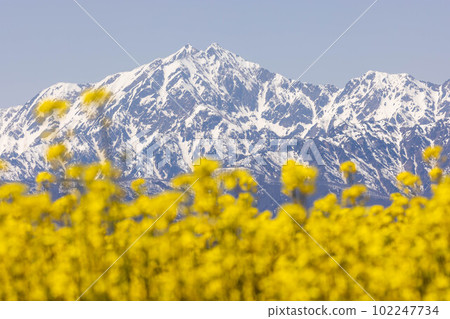 Rape blossom field Shinshu Rape blossom field Shinshu 102247734